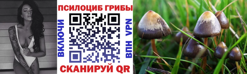МЕГА tor  Павловский Посад  Галлюциногенные грибы MAGIC MUSHROOMS  купить  сайты 